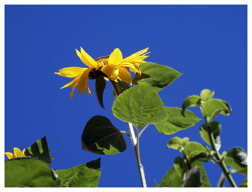 Pikkuhuopalahti: auringonkukkia